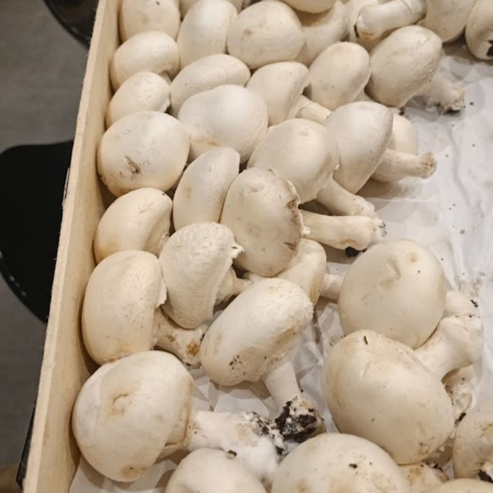 Champignonnière de la Perrière a crouy