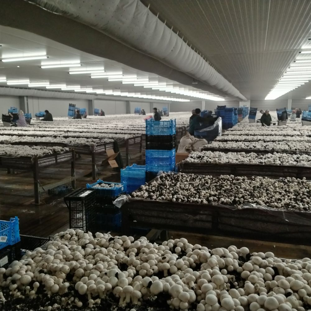 Champignonnière de la Perrière a crouy