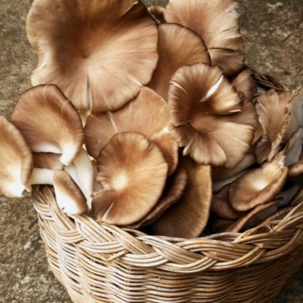 Champignonnière de la Perrière a crouy