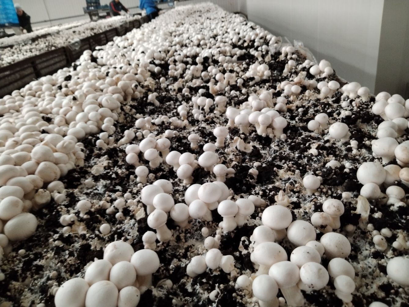 Champignonnière de la Perrière a crouy